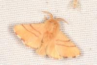 Malacosoma neustria