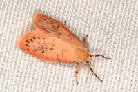 Miltochrista miniata