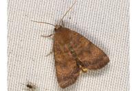 Noctua interjecta