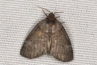 Ochropacha duplaris
