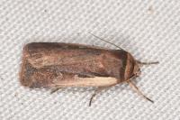 Ochropleura plecta