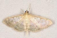 Patania ruralis