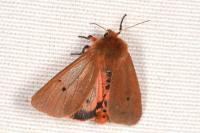 Phragmatobia fuliginosa