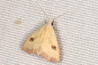 Rivula sericealis