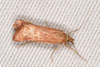 Synaphe punctalis