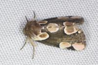 Thyatira batis