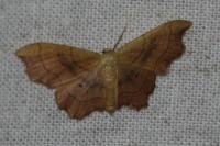 Idaea emarginata