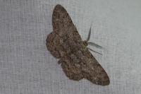 Hypomecis punctinalis
