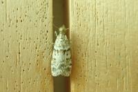 Scoparia pyralella
