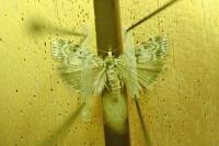 Scoparia pyralella