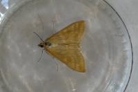 Sitochroa verticalis