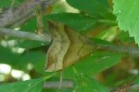 Hypena proboscidalis