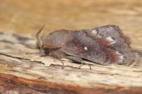 Dendrolimus pini pini