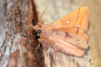 Odonestis pruni