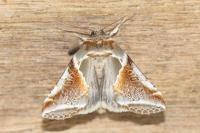Habrosyne pyritoides
