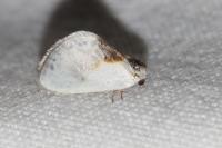 Cilix glaucata/hispanica