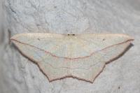 Timandra comae
