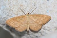 Idaea ochrata