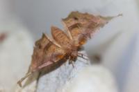 Selenia tetralunaria
