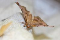 Selenia tetralunaria