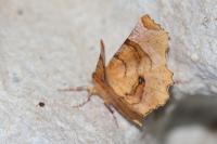 Selenia lunularia