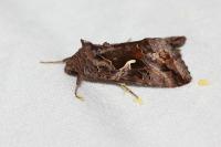 Autographa gamma