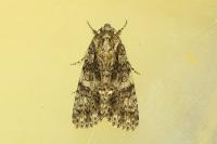 Acronicta rumicis