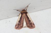 Ochropleura plecta