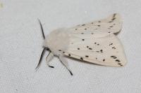 Spilosoma lubricipeda