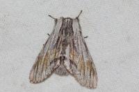 Harpyia milhauseri