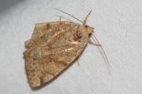 Cosmia trapezina