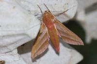 Deilephila elpenor