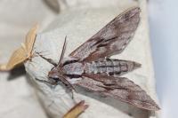 Hyloicus pinastri/maurorum