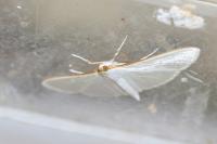 Palpita vitrealis