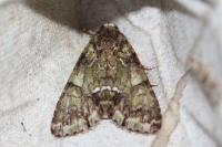 Polyphaenis sericata