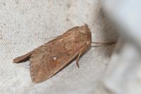 Mythimna albipuncta