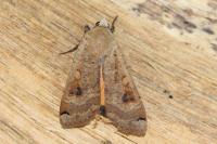 Noctua pronuba