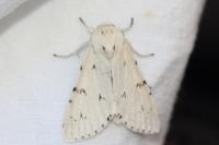 Acronicta leporina