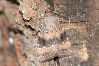Amphipyra pyramidea