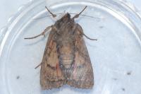 Amphipyra pyramidea