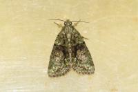 Cryphia algae