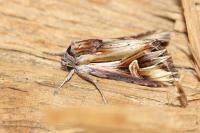 Actinotia polyodon