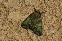 Polyphaenis sericata