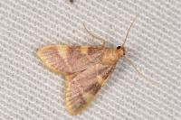 Hypsopygia costalis
