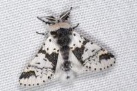 Furcula bicuspis
