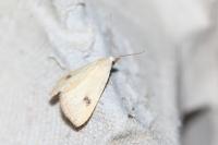 Rivula sericealis