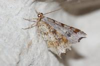 Macaria alternata
