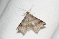 Macaria alternata