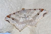Macaria alternata