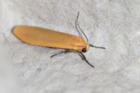 Wittia sororcula